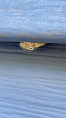 Petrophila bifascialis