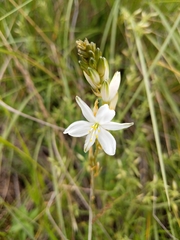 Trihesperus glaucus