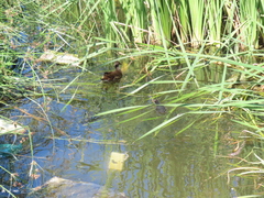 Gallinula chloropus