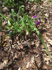 Tradescantia gigantea