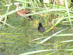 Gallinula chloropus