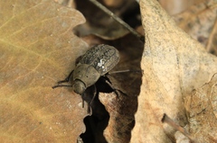 Microschatia morata