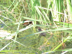 Gallinula chloropus