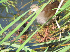 Gallinula chloropus