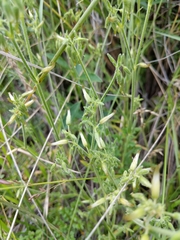 Trihesperus glaucus