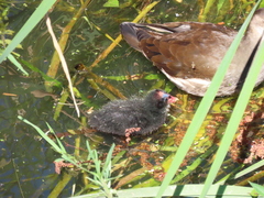 Gallinula chloropus