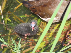 Gallinula chloropus