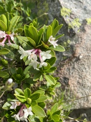 Daphne glomerata