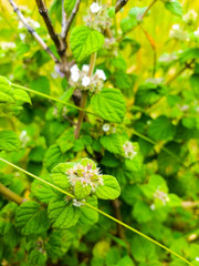 Minthostachys mollis