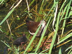Gallinula chloropus