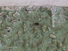 Opilio parietinus