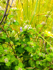 Minthostachys mollis