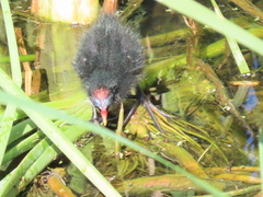 Gallinula chloropus