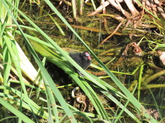 Gallinula chloropus