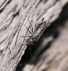 Myopsocidae