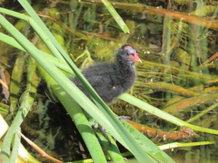 Gallinula chloropus