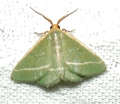 Mixocera latilineata