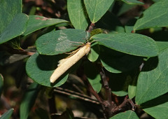 Eilema lutarella