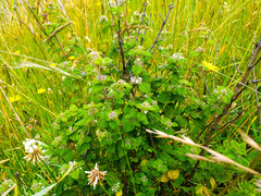 Minthostachys mollis