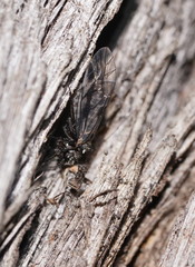 Myopsocidae