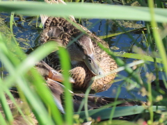 Anas platyrhynchos