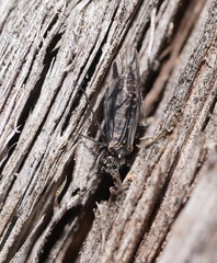 Myopsocidae