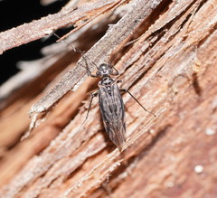 Myopsocidae
