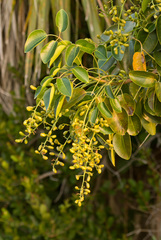 Metopium toxiferum image