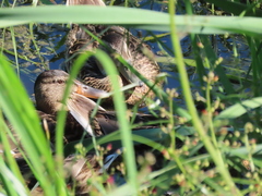 Anas platyrhynchos