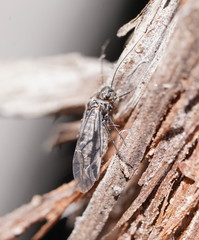 Myopsocidae