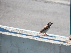 Passer domesticus