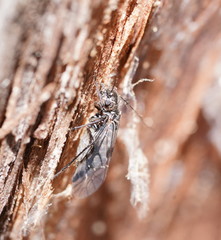 Myopsocidae