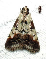 Orthaga rubridiscalis