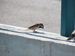 Passer domesticus