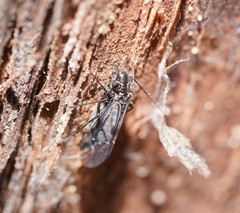 Myopsocidae