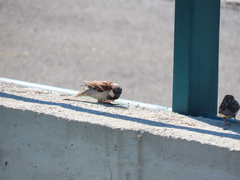 Passer domesticus