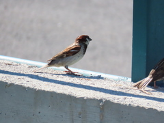 Passer domesticus