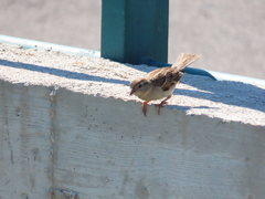 Passer domesticus