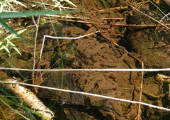 Neureclipsis bimaculata