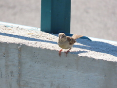 Passer domesticus
