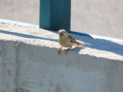 Passer domesticus