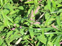 Persicaria maculosa
