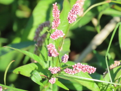 Persicaria maculosa