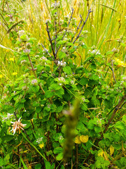 Minthostachys mollis