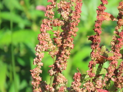 Rumex obtusifolius