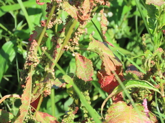 Rumex obtusifolius