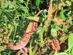 Rumex obtusifolius