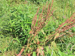 Rumex obtusifolius