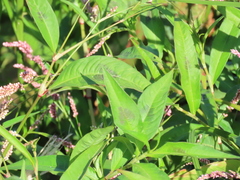Persicaria maculosa