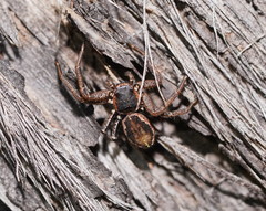 Tharpyna campestrata